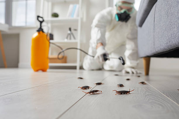 Commercial Rodent Management in Jamestown